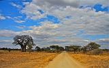 TANZANIA - Tarangire National Park - 03